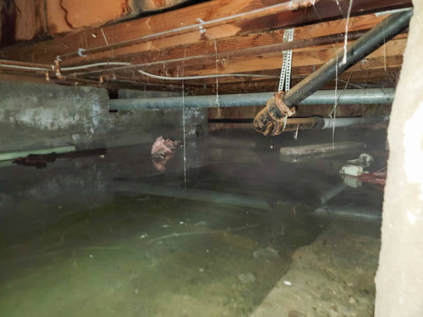 Best Professional water damage repair  in Juno Beach, FL